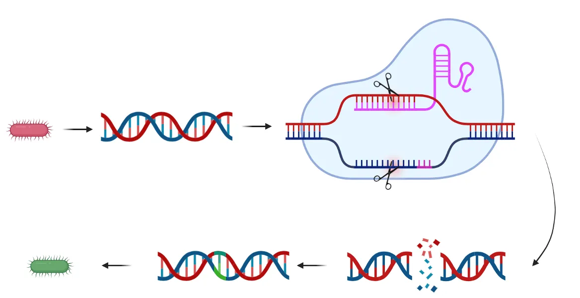Picture made in Biorender