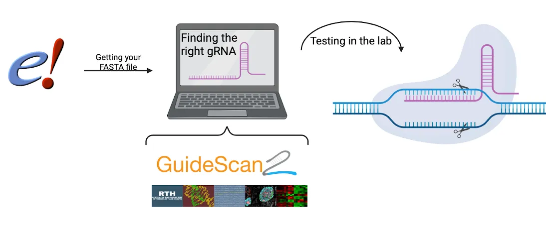 CRISPR-Cas9 gRNA design/validation workflow